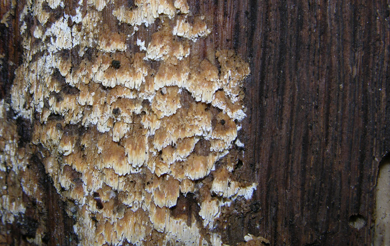 5 giorni d''acqua...poi i funghi (25 novembre)